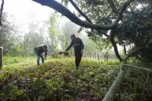 Agroforestry oogsten van biet Weerwoud Utopia Eiland Floriade