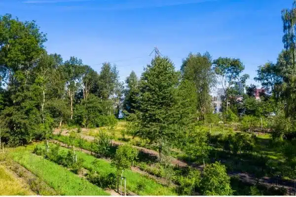 Overzicht agroforestry geheel landbouw agrarier Utopia Eiland Weerwoud Floriade