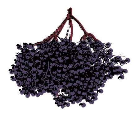Juicy elder Berries isolated on white.