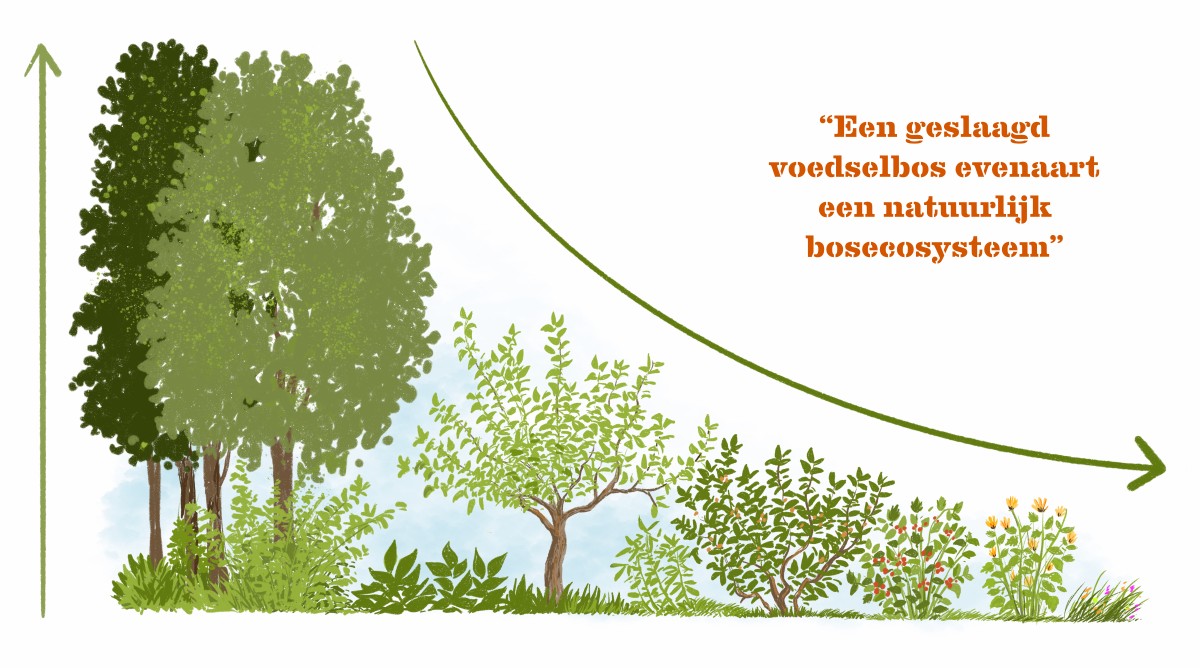 voedselbos doorsnede tekst