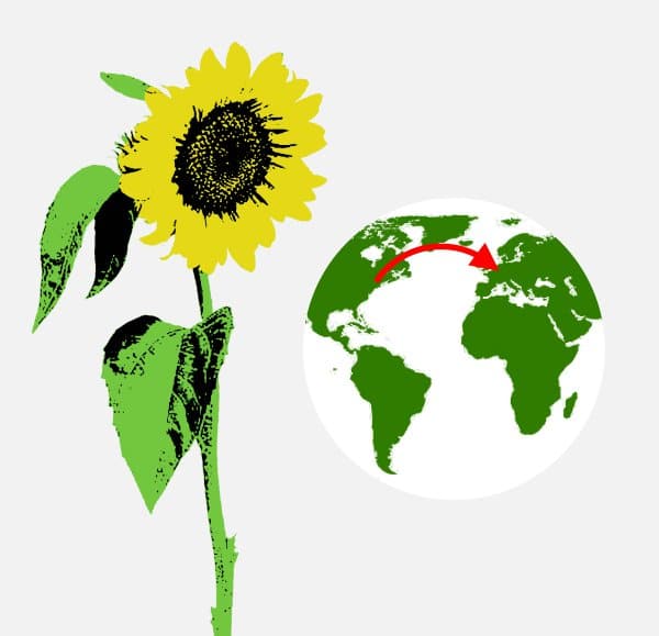 zonnebloem uit Noord-Amerika